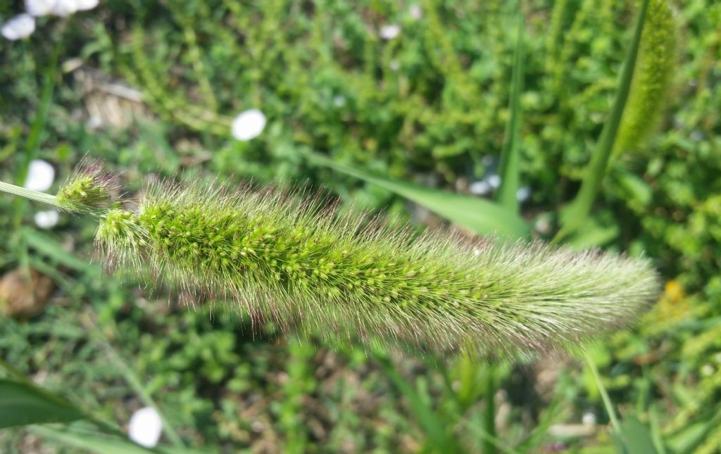 Setaria italica?